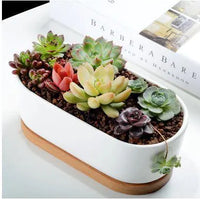 Modern Oasis Planter