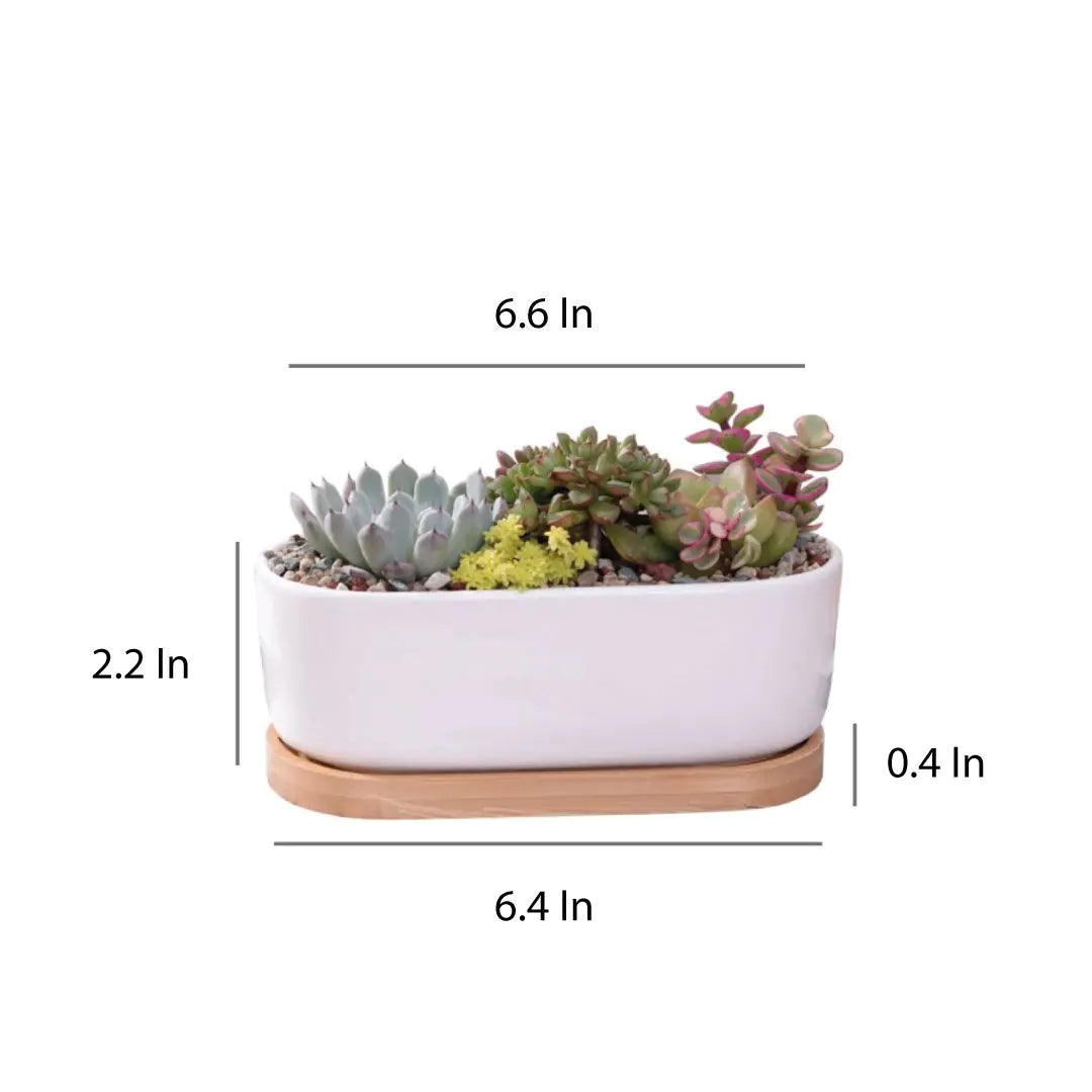 Modern Oasis Planter