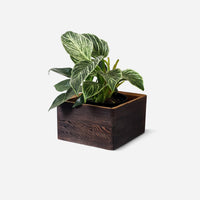 Diamond self-watering, wall-mounted planter-10