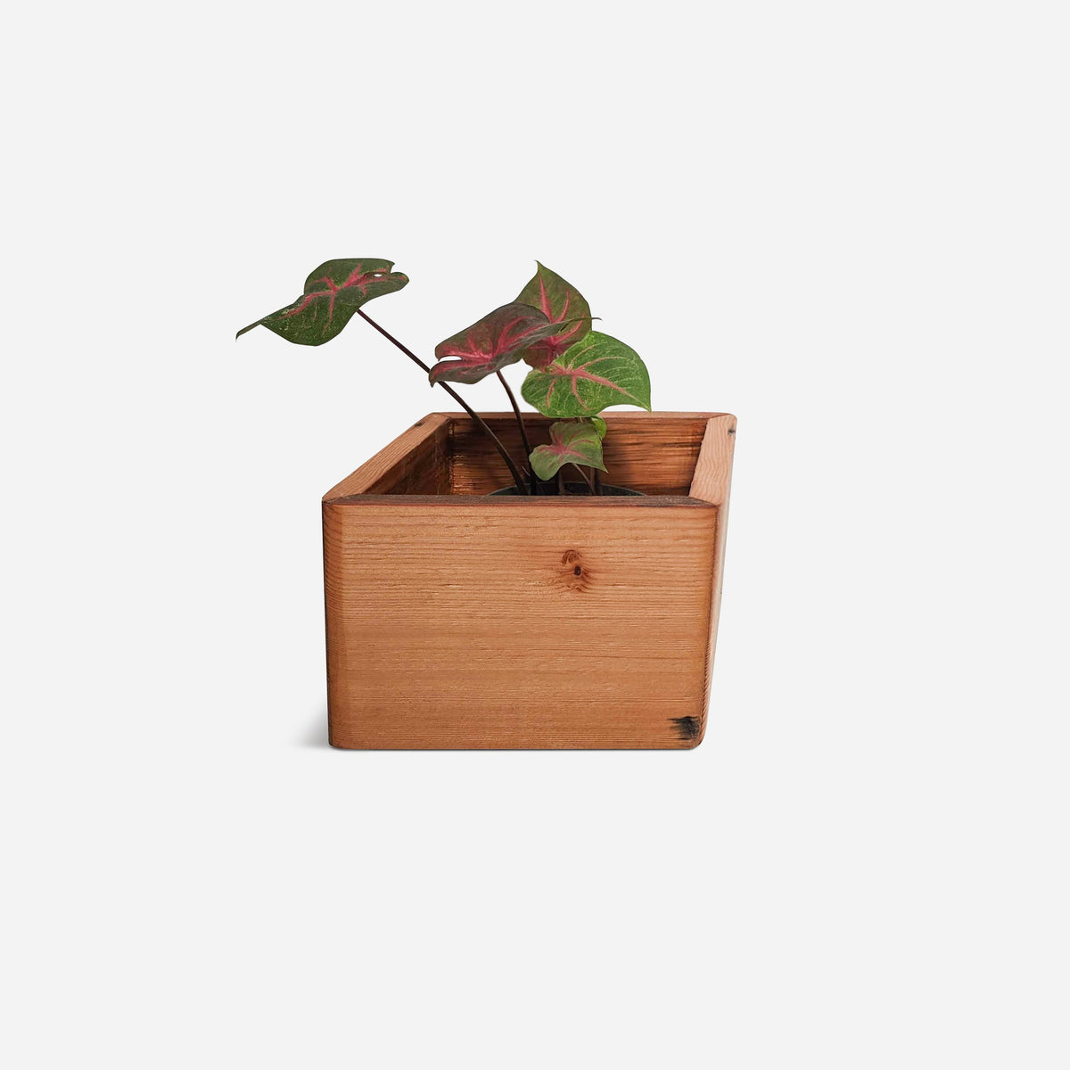 Diamond self-watering, wall-mounted planter-4